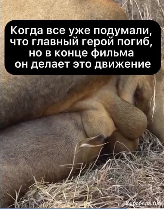 Все решили, что он мертв, НО нет, он совершил это движение и доказал, что в его жилах бурлит благородная кровь!